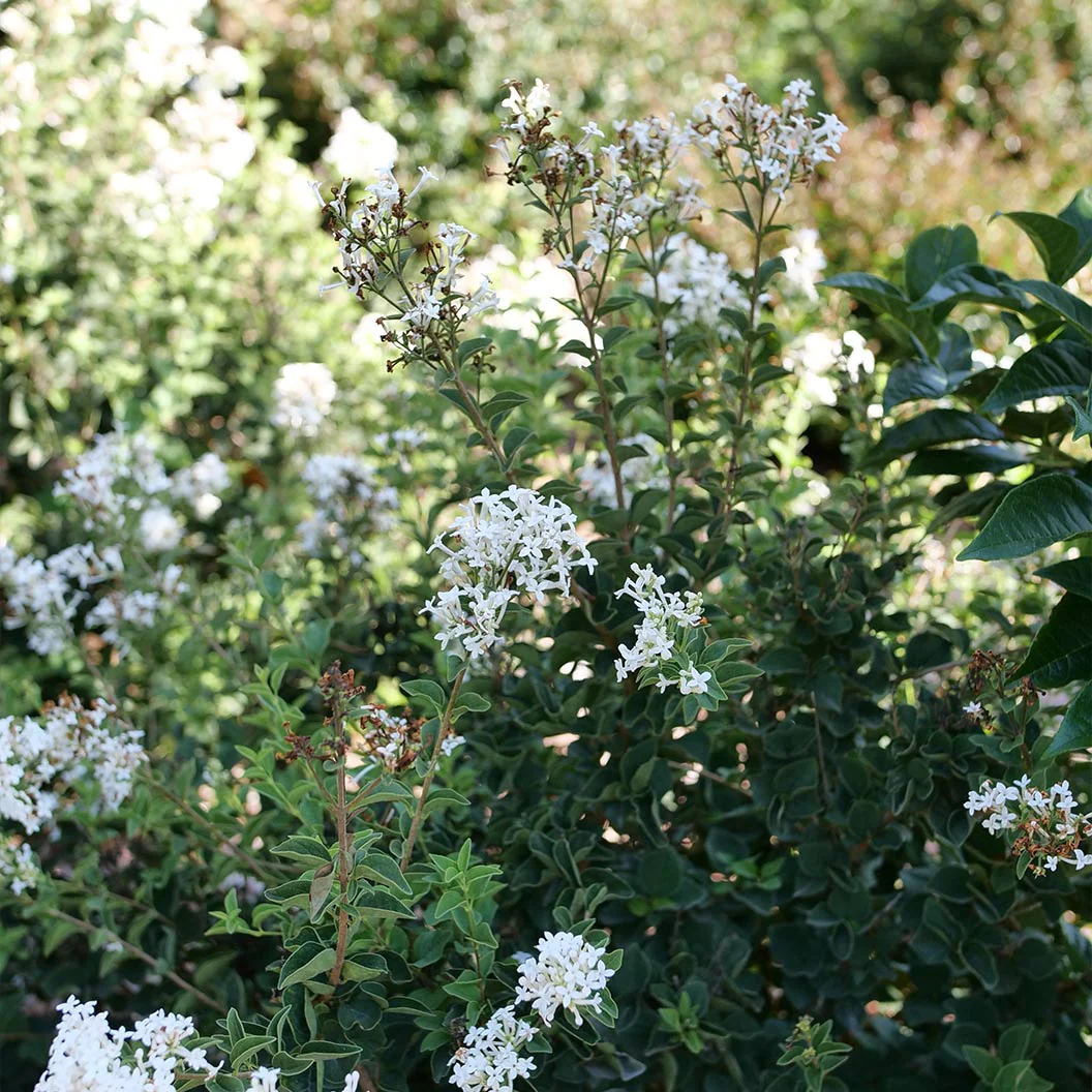Proven Winners® Bloomerang® Showmound™ Lilac Bush - Image 3