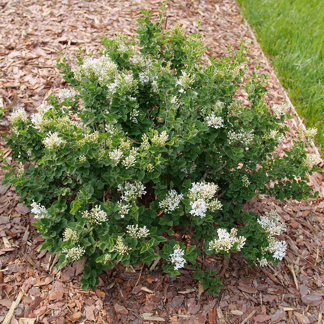 Proven Winners® Bloomerang® Showmound™ Lilac Bush - Image 4