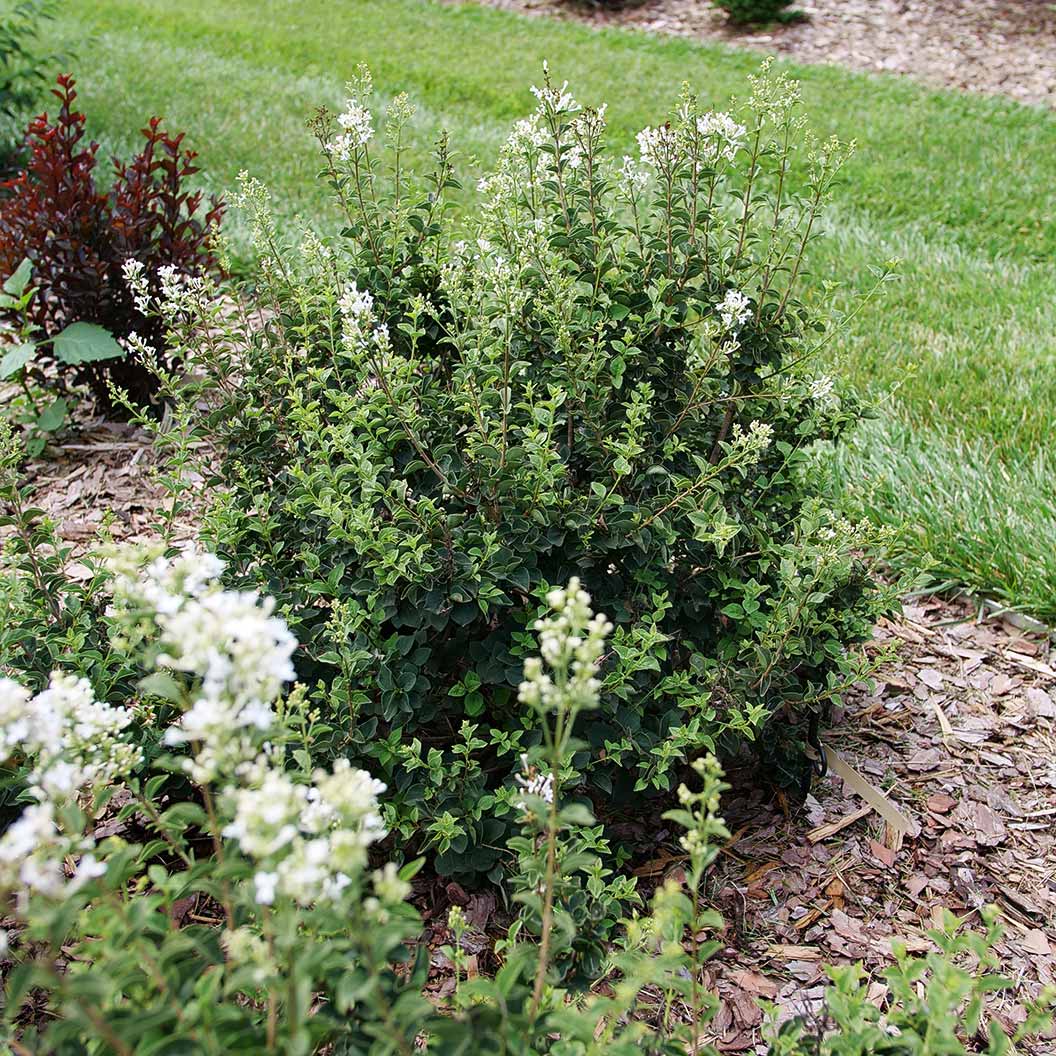 Proven Winners® Bloomerang® Showmound™ Lilac Bush - Image 5