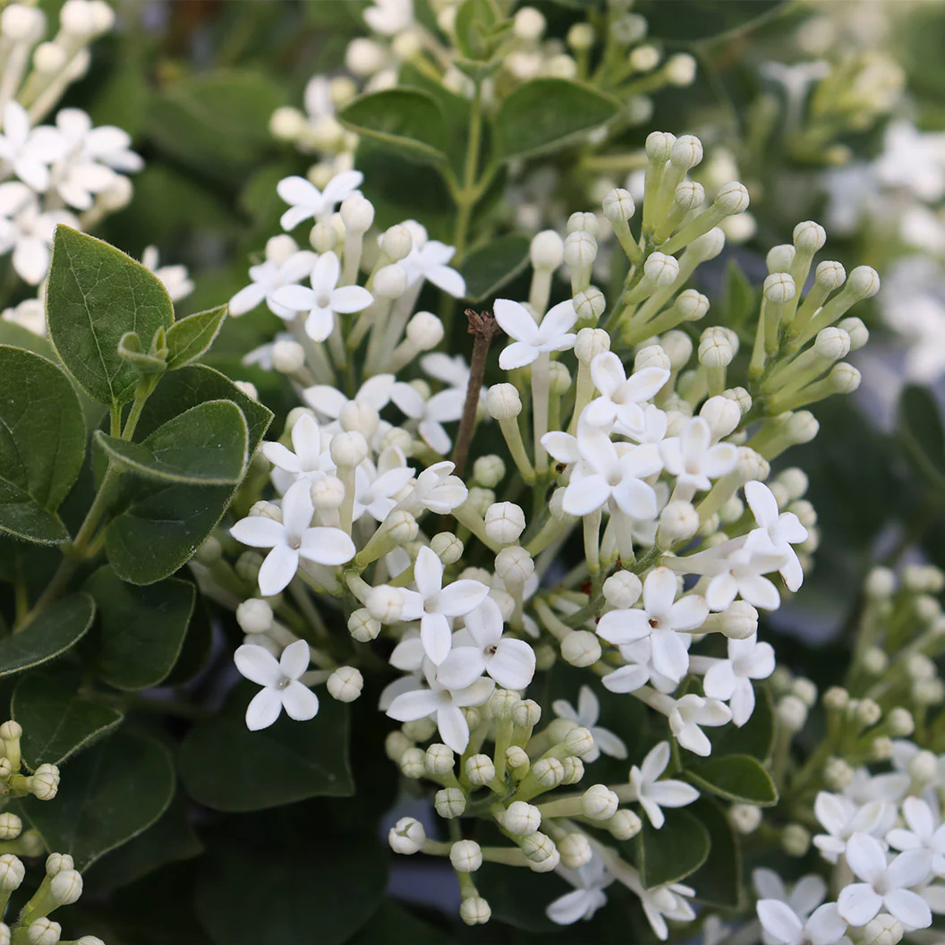 Proven Winners® Bloomerang® Showmound™ Lilac Bush - Image 6