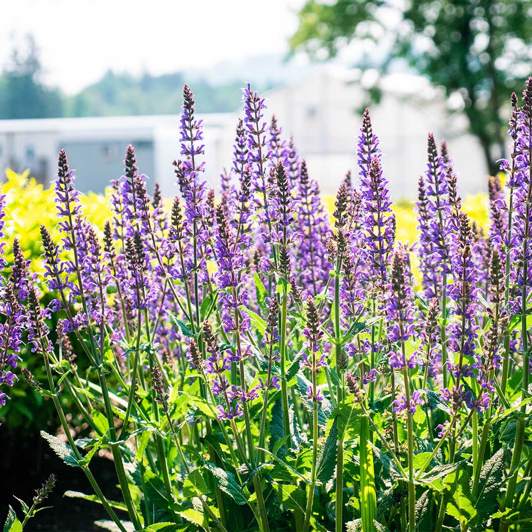 Better Versions® Blue by You Salvia Plant - Image 3
