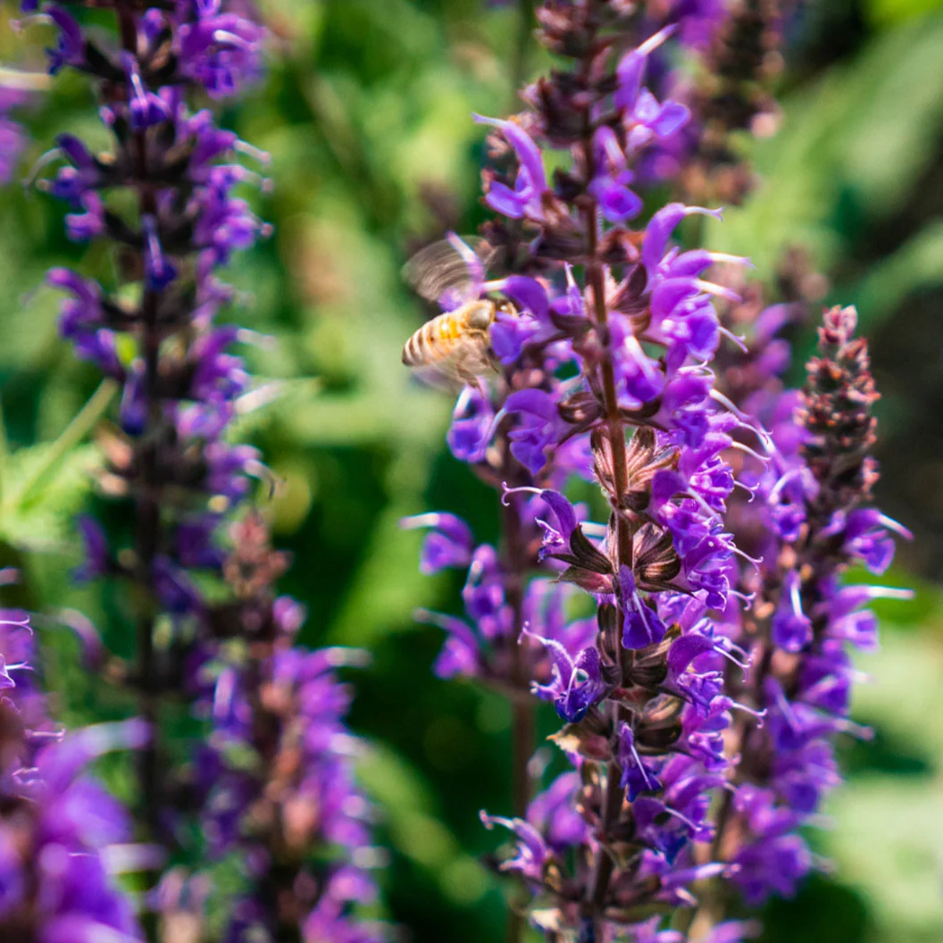 Better Versions® Blue by You Salvia Plant - Image 4