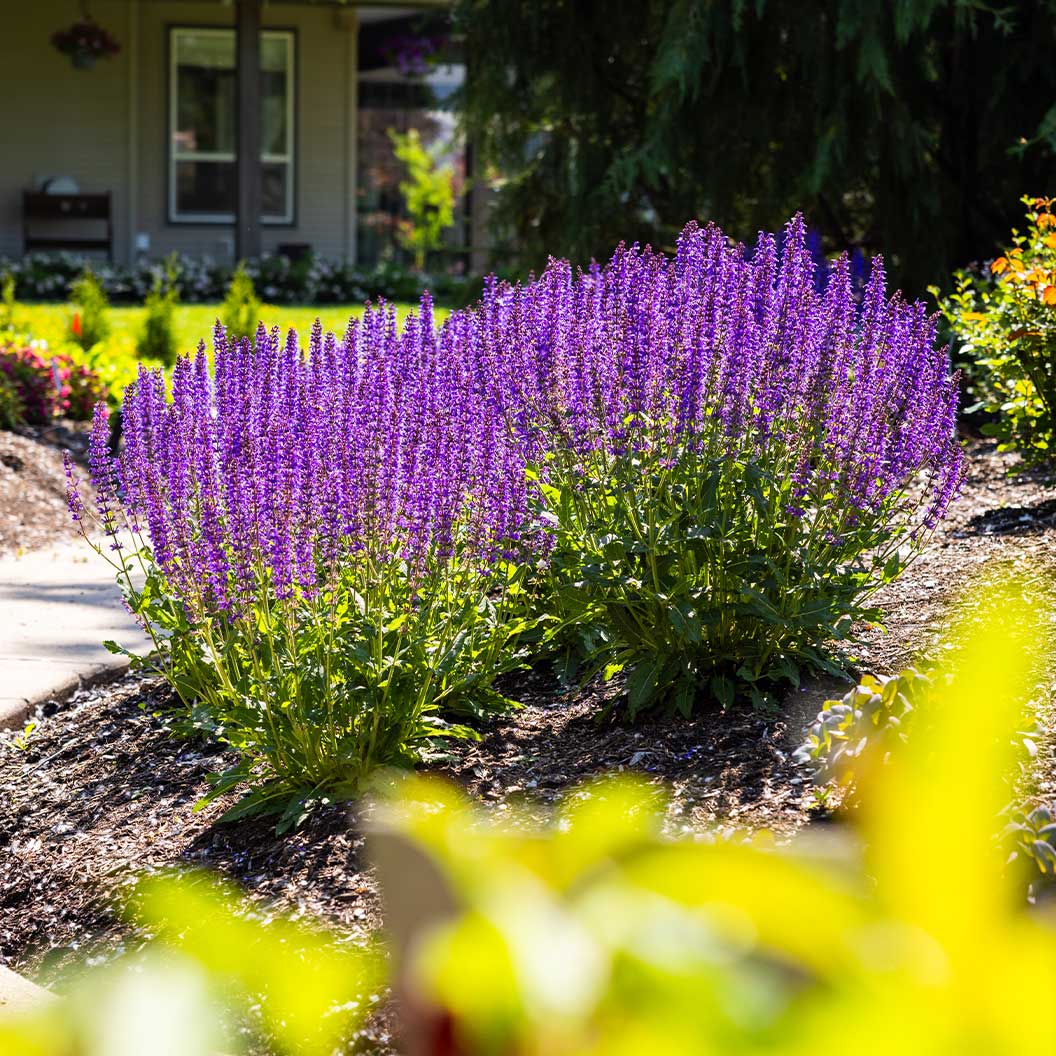 Better Versions® Blue by You Salvia Plant - Image 5