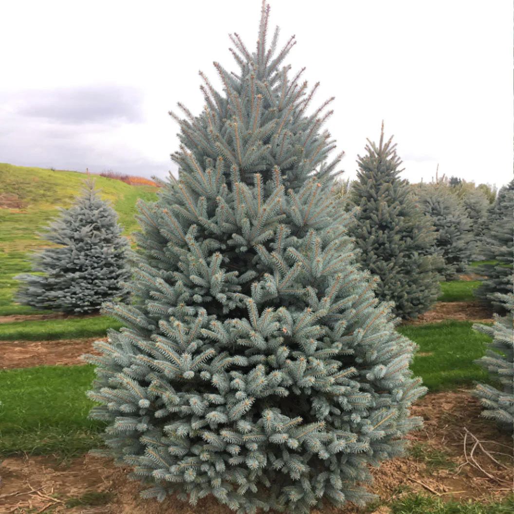 Blue Diamond Spruce Tree - Image 2