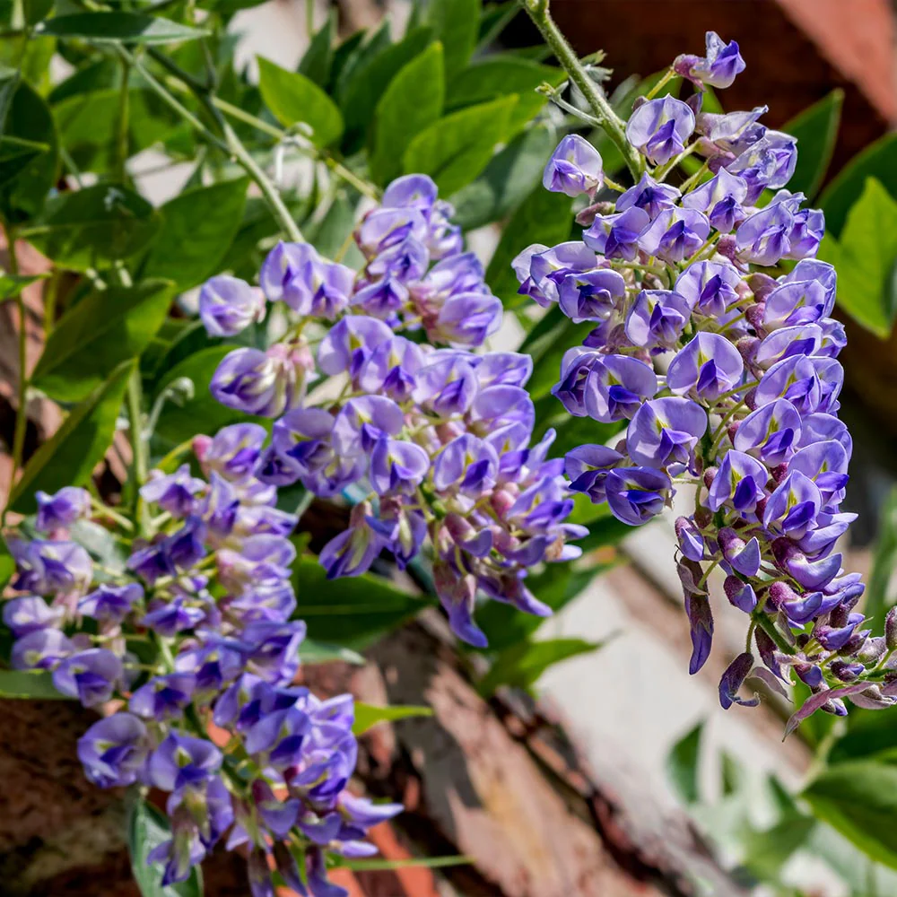 Blue Moon Wisteria Vine - Image 2