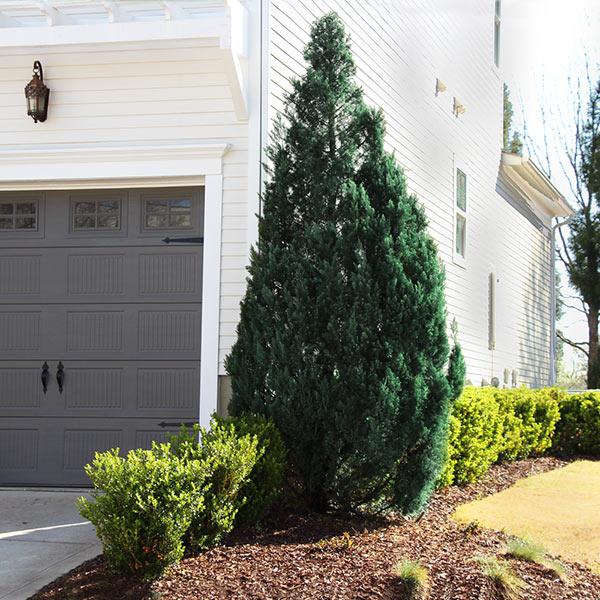 Southern Living® Blue Point Juniper