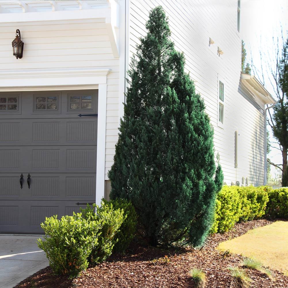 Southern Living® Blue Point Juniper - Image 2