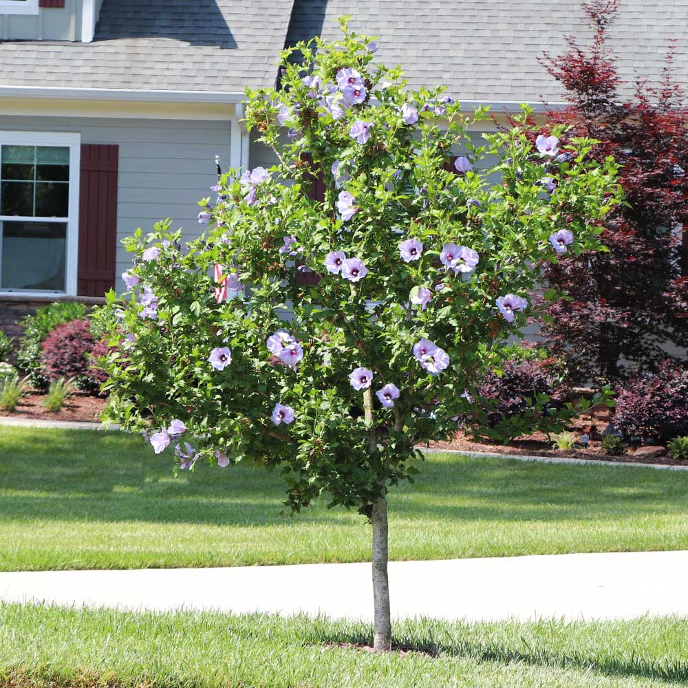 Azurri Blue SatinĀ® Rose of Sharon Althea Tree - Image 2