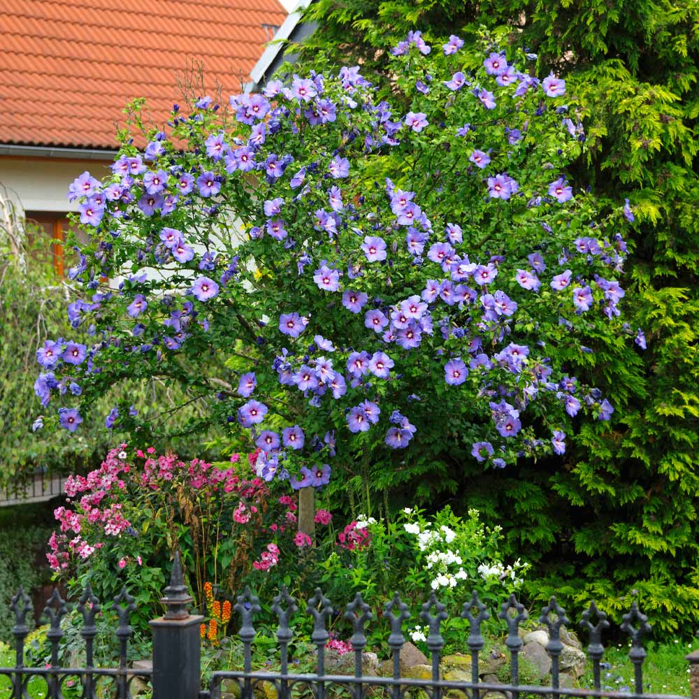 Azurri Blue SatinĀ® Rose of Sharon Althea Tree - Image 3