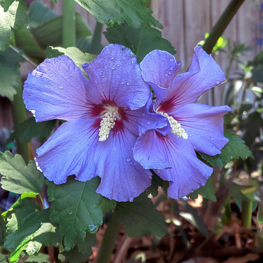 Azurri Blue SatinĀ® Rose of Sharon Althea Tree - Image 4