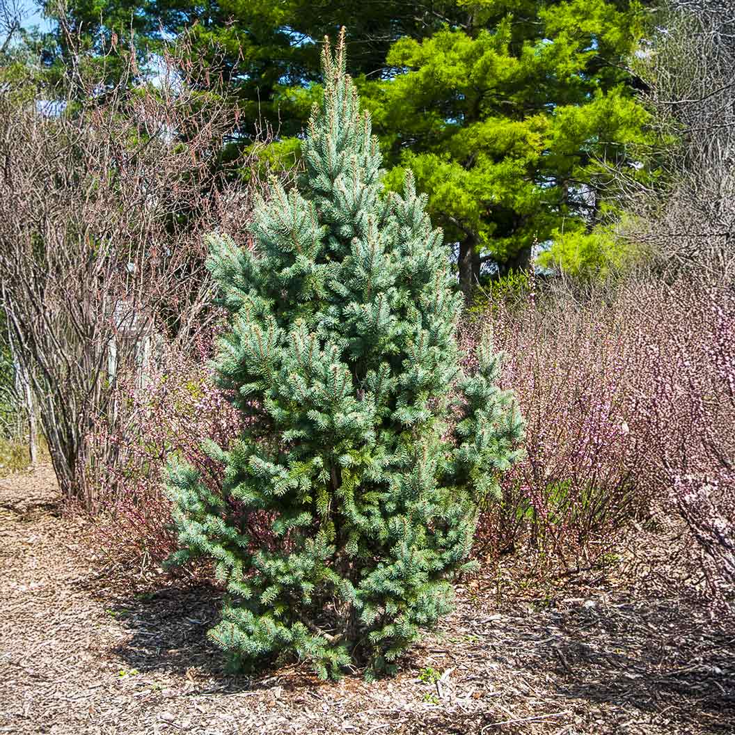 Blue Totem Spruce Tree - Image 3