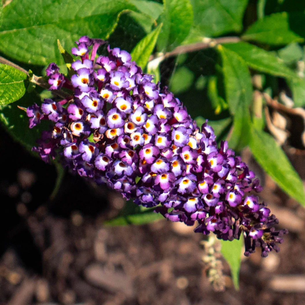 Blueberry Pie Butterfly Bush - Image 2