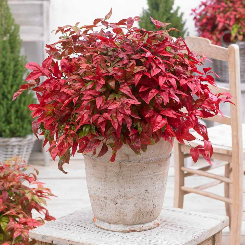 Southern Living® Blush Pink™ Nandina Shrub - Image 2