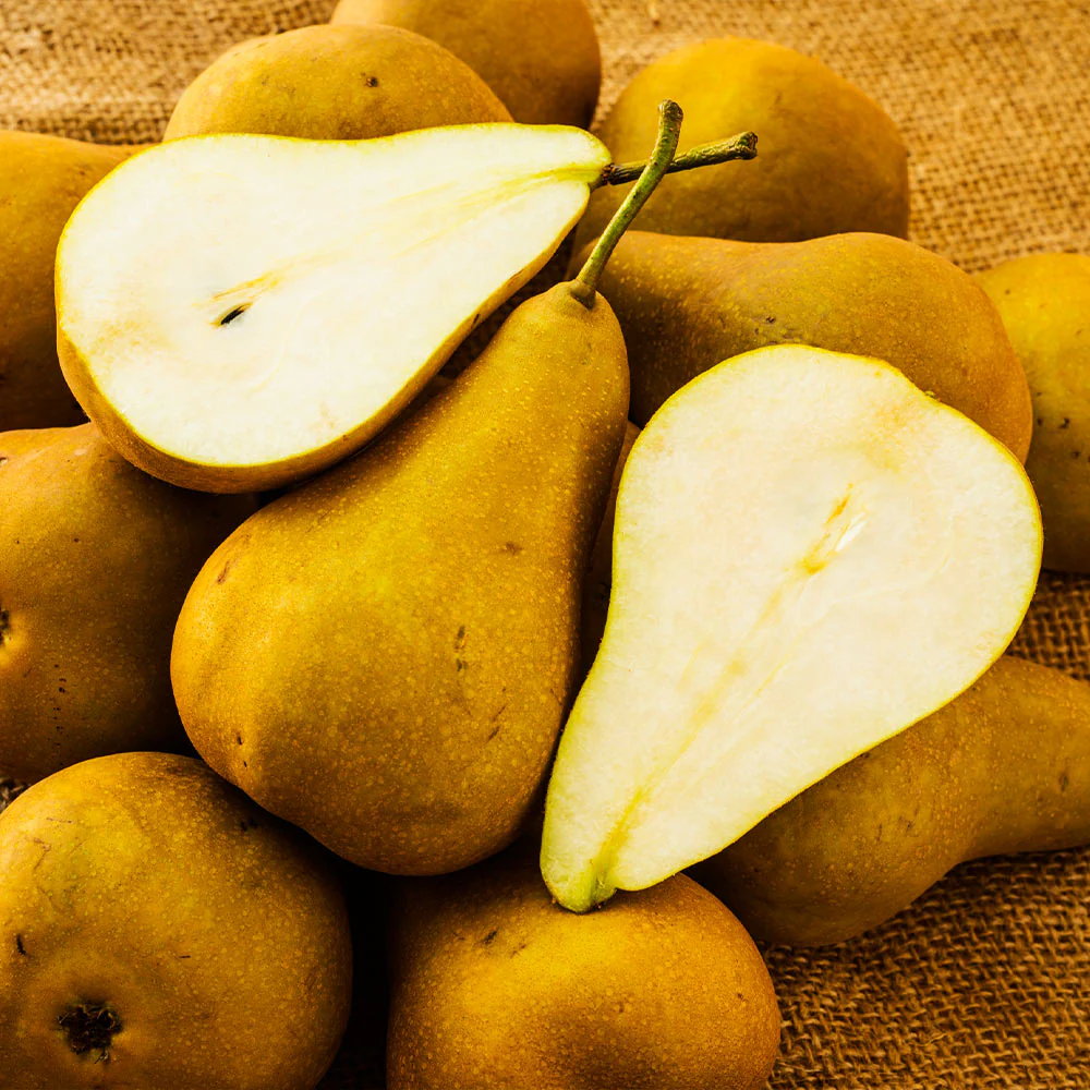 Bosc Pear Tree - Image 3