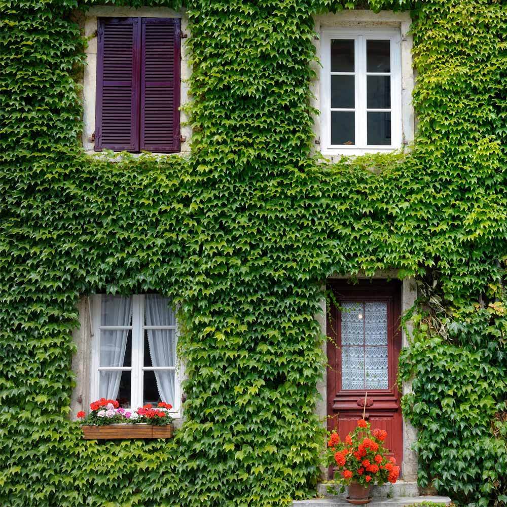 Boston Ivy Vine - Image 2