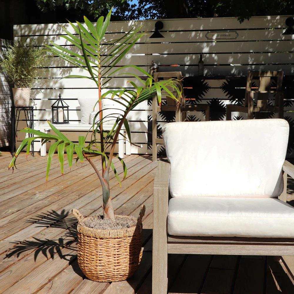 Bottle Palm Tree - Image 5