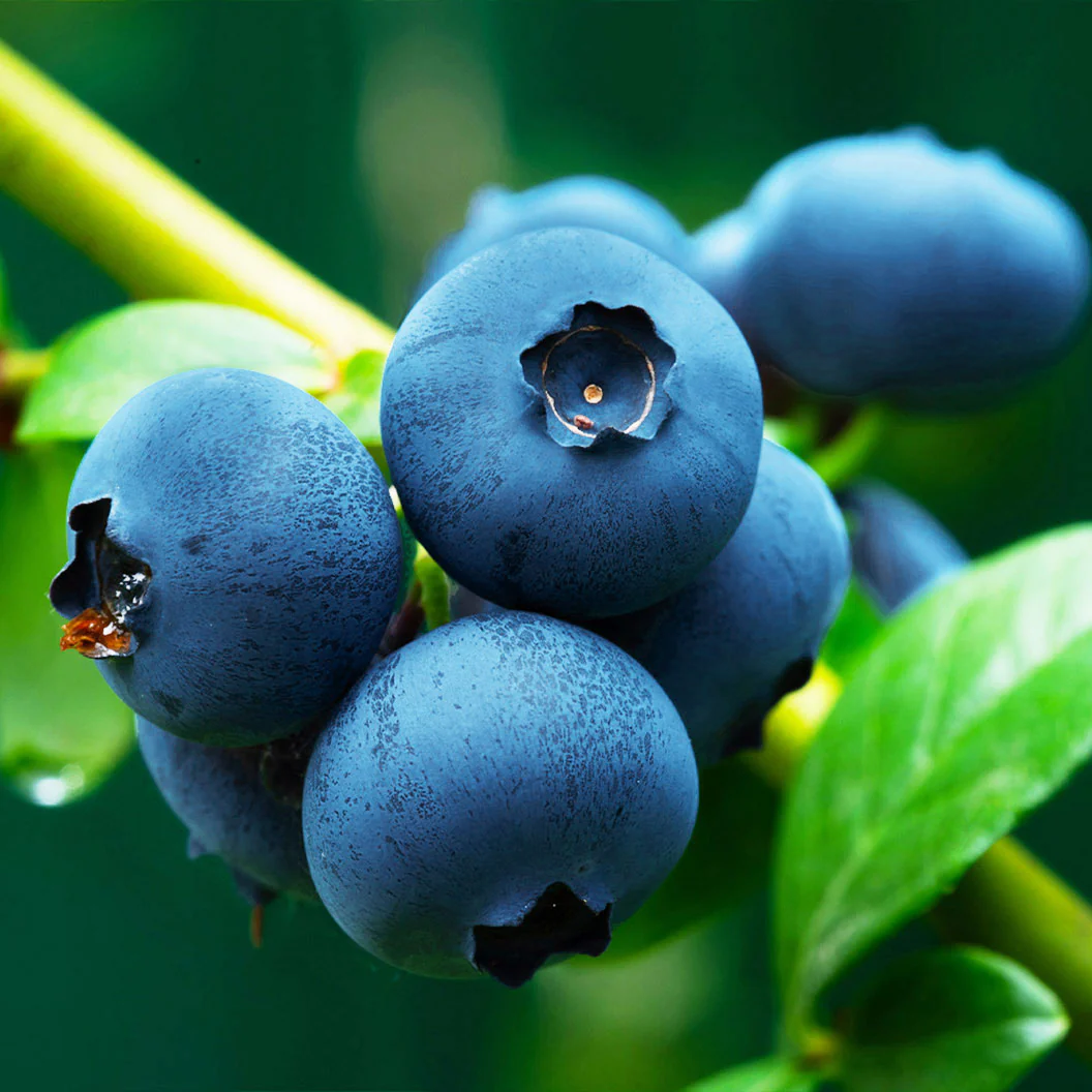 Brightwell Blueberry Bush - Image 2