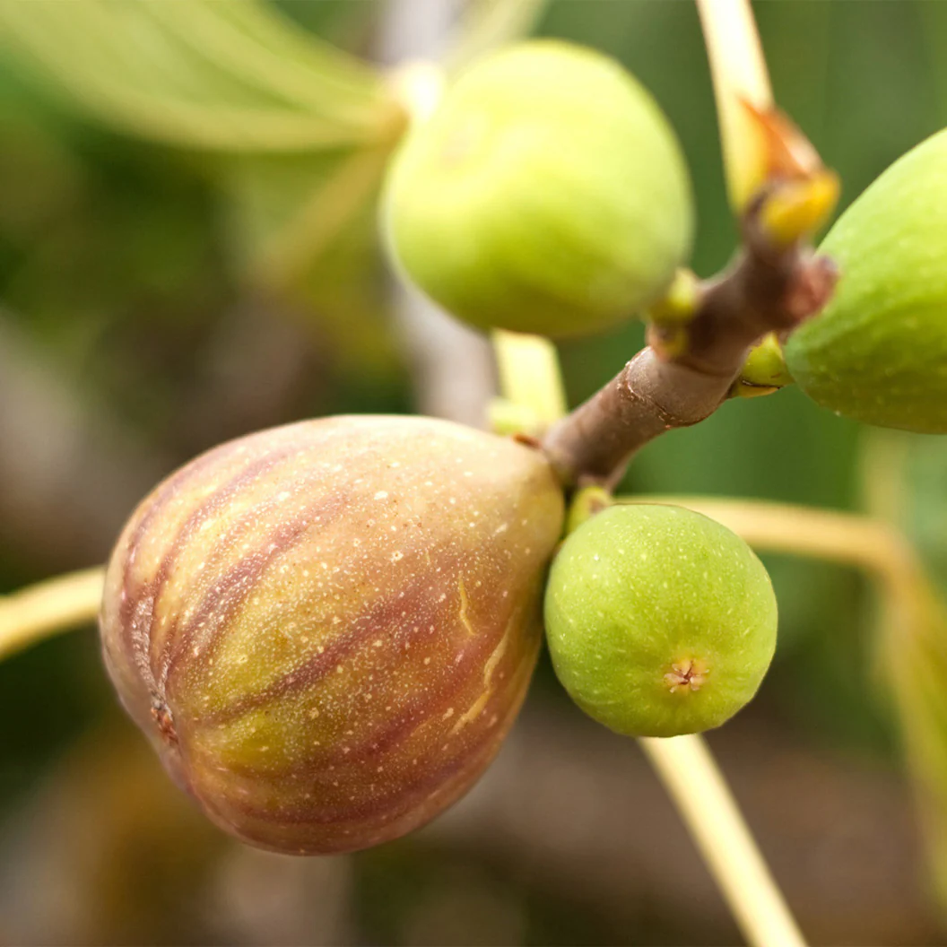 Brown Turkey Fig Bush - Image 3