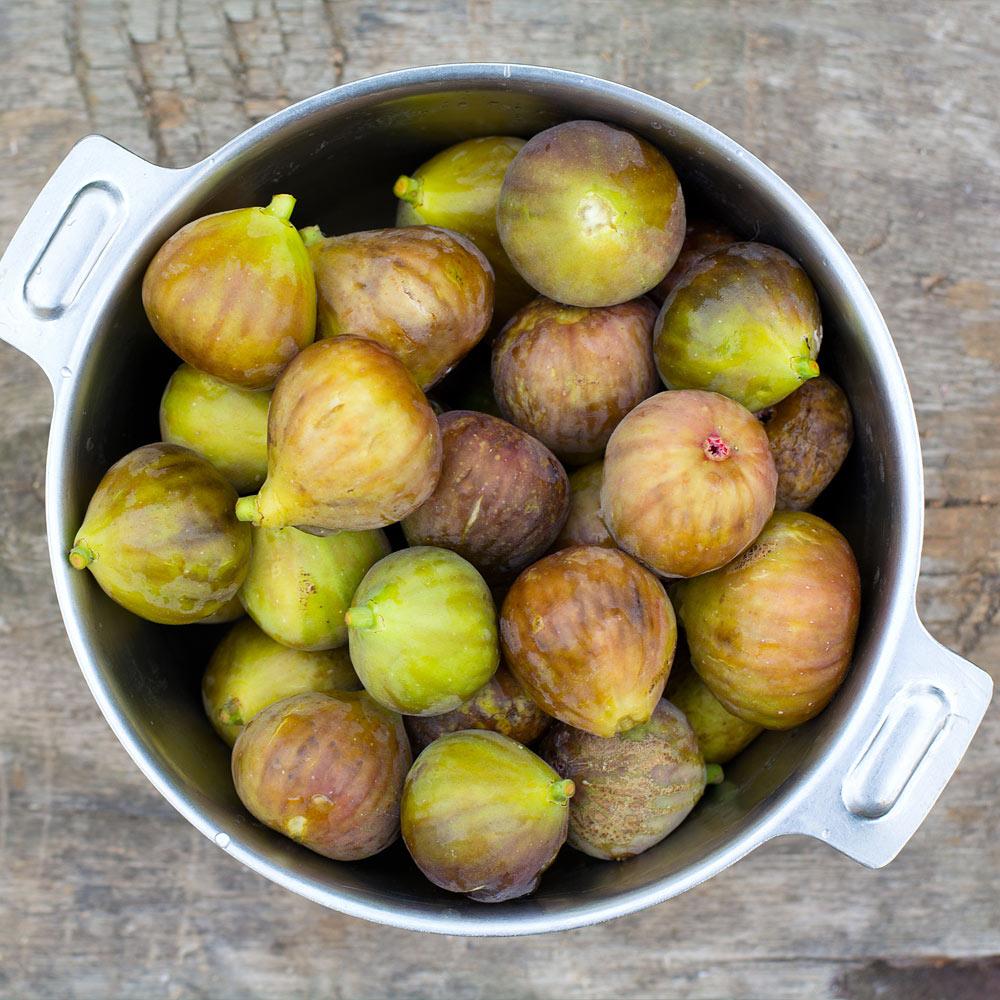 Brown Turkey Fig Tree - Image 4