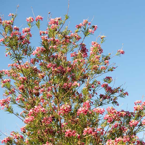 Bubba Desert Willow