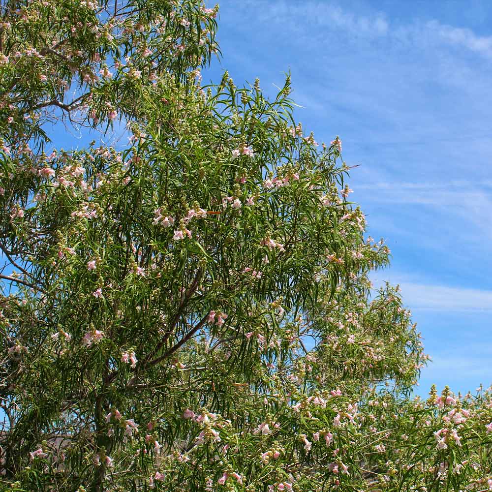 Bubba Desert Willow - Image 3