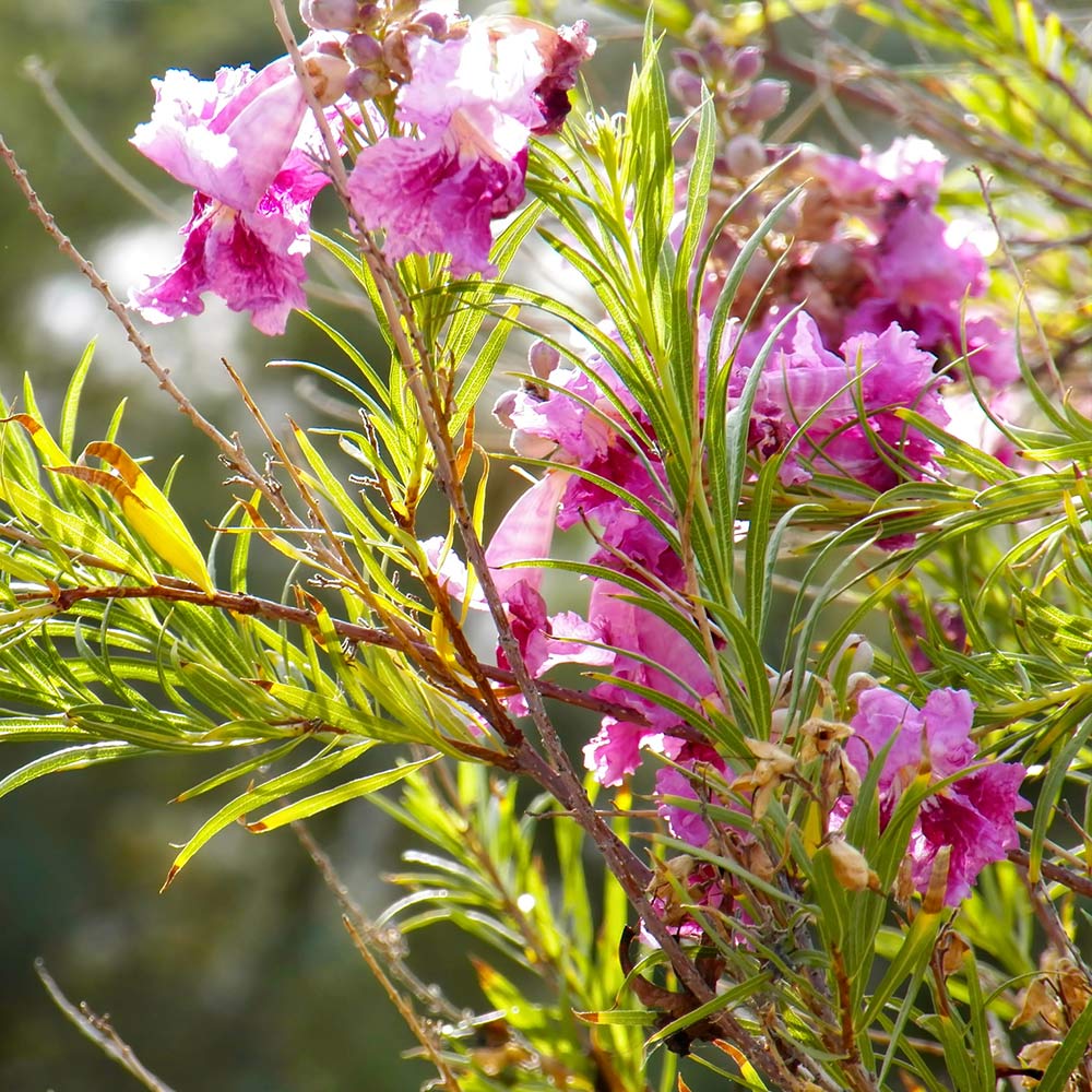 Bubba Jones Desert Willow - Image 4