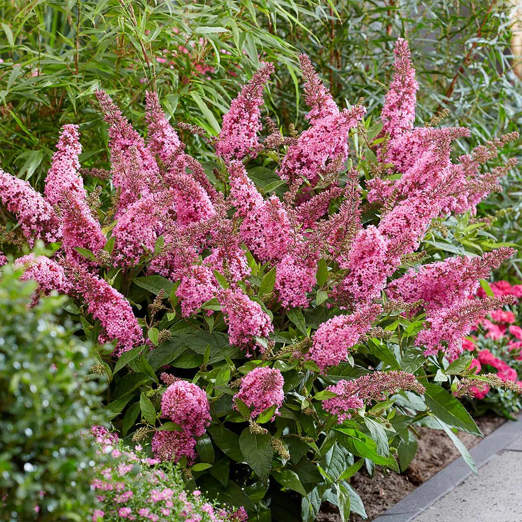 Butterfly Candy® Li'l Taffy™ Butterfly Bush - Image 2