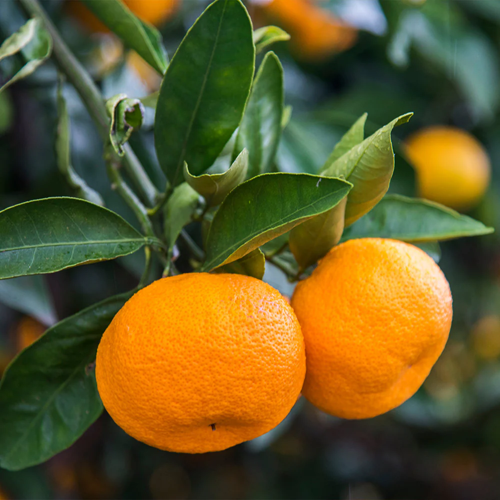 Calamondin Tree - Image 3