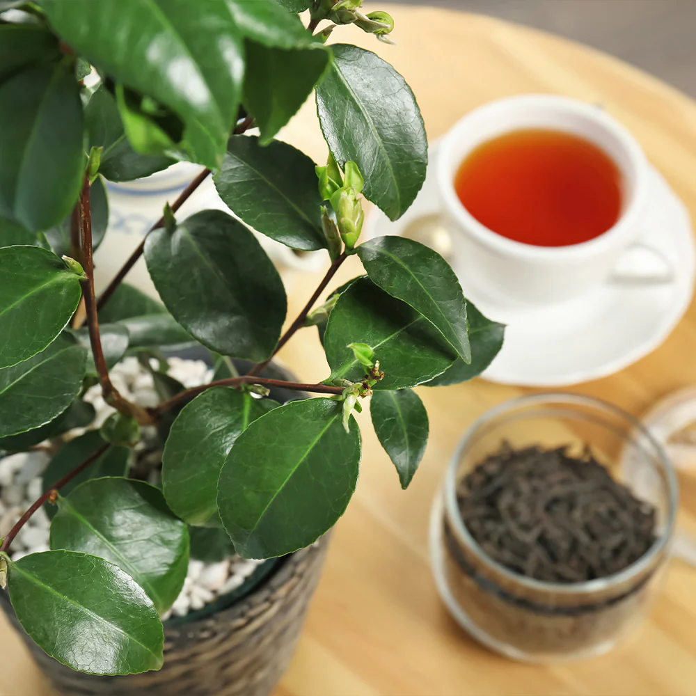 Cold Hardy Tea Plant - Image 2