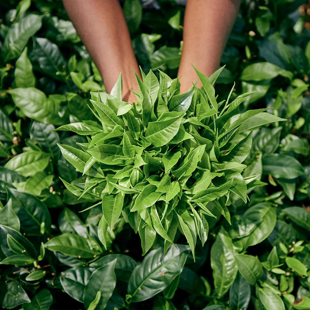 Cold Hardy Tea Plant - Image 3