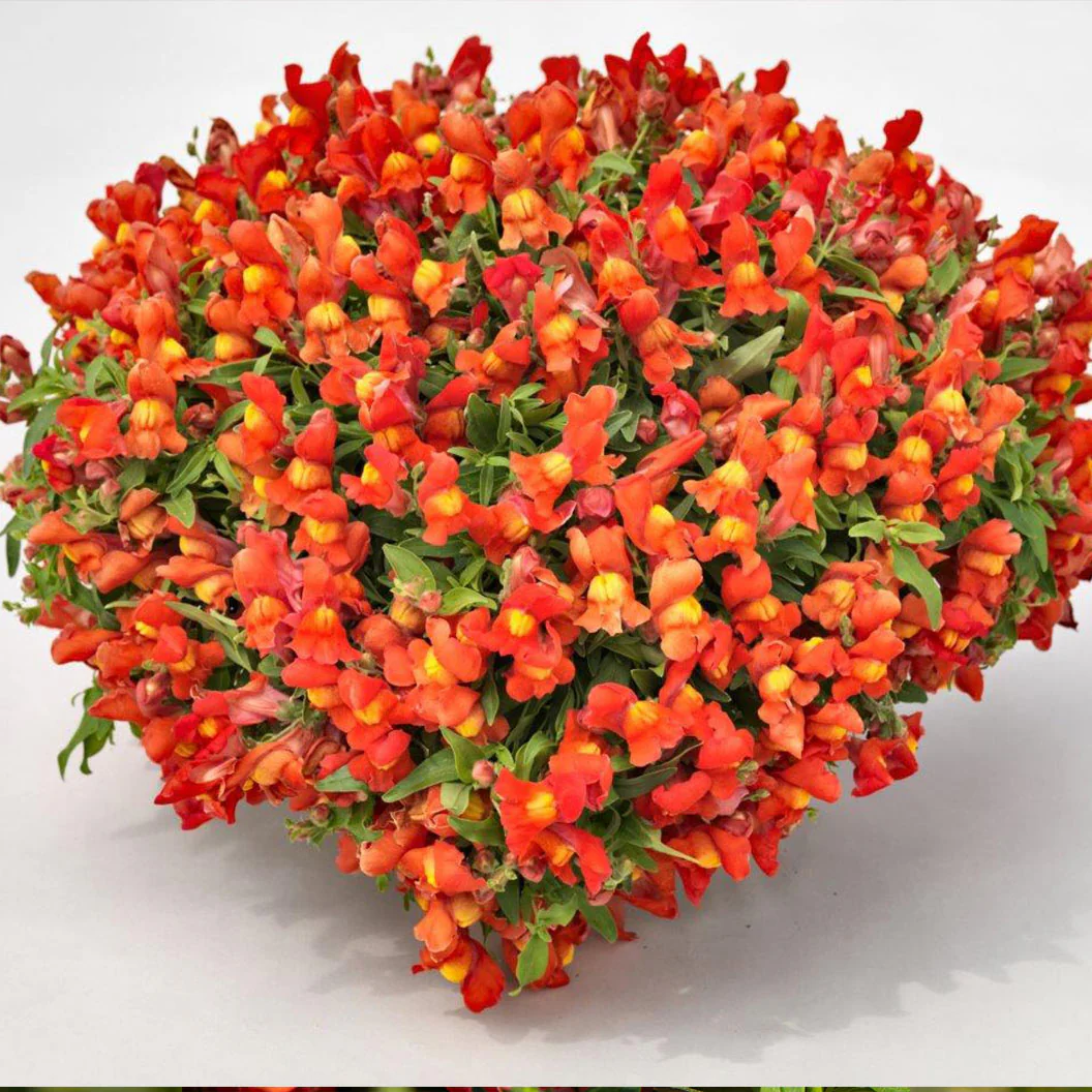 Candy Showers Orange Snapdragon Plant - Image 3