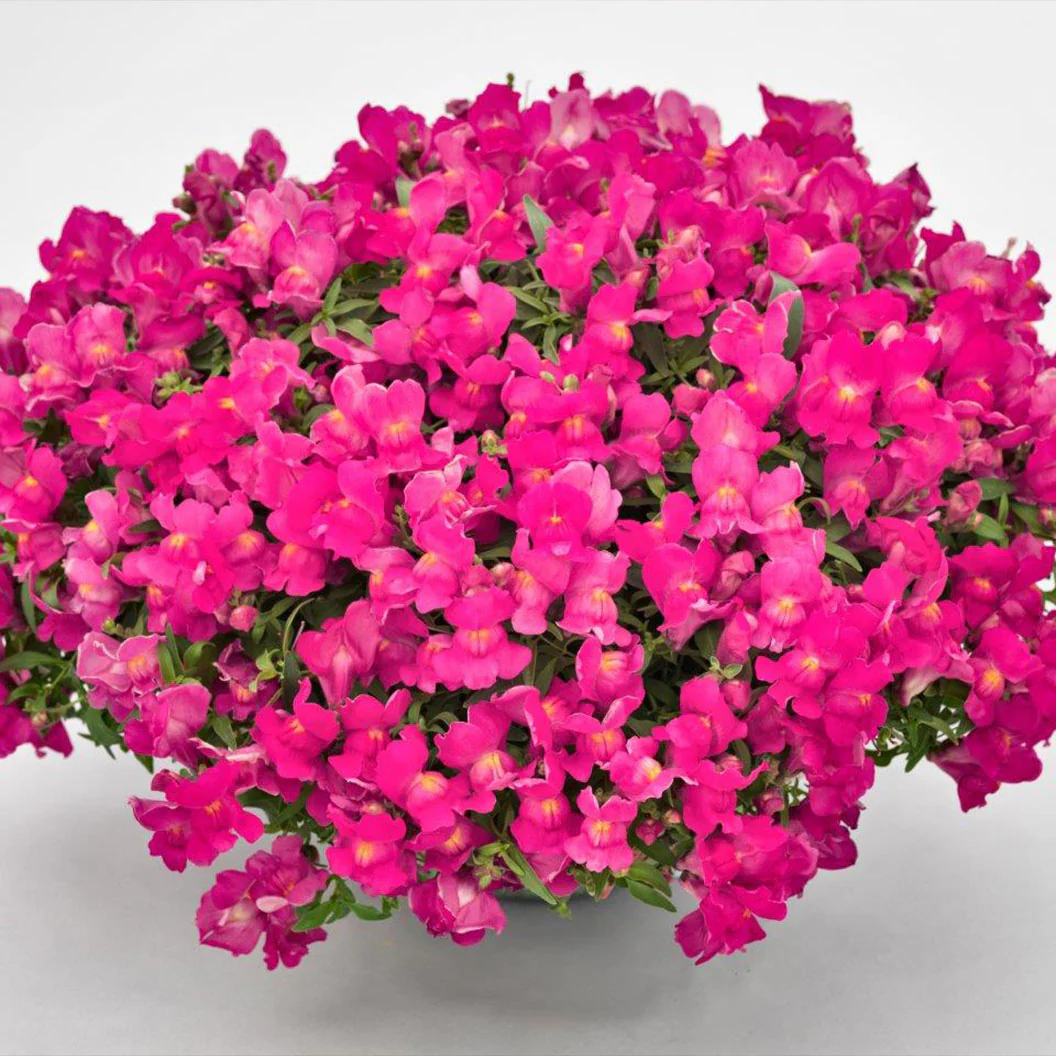 Candy Showers Rose Snapdragon Plant - Image 3