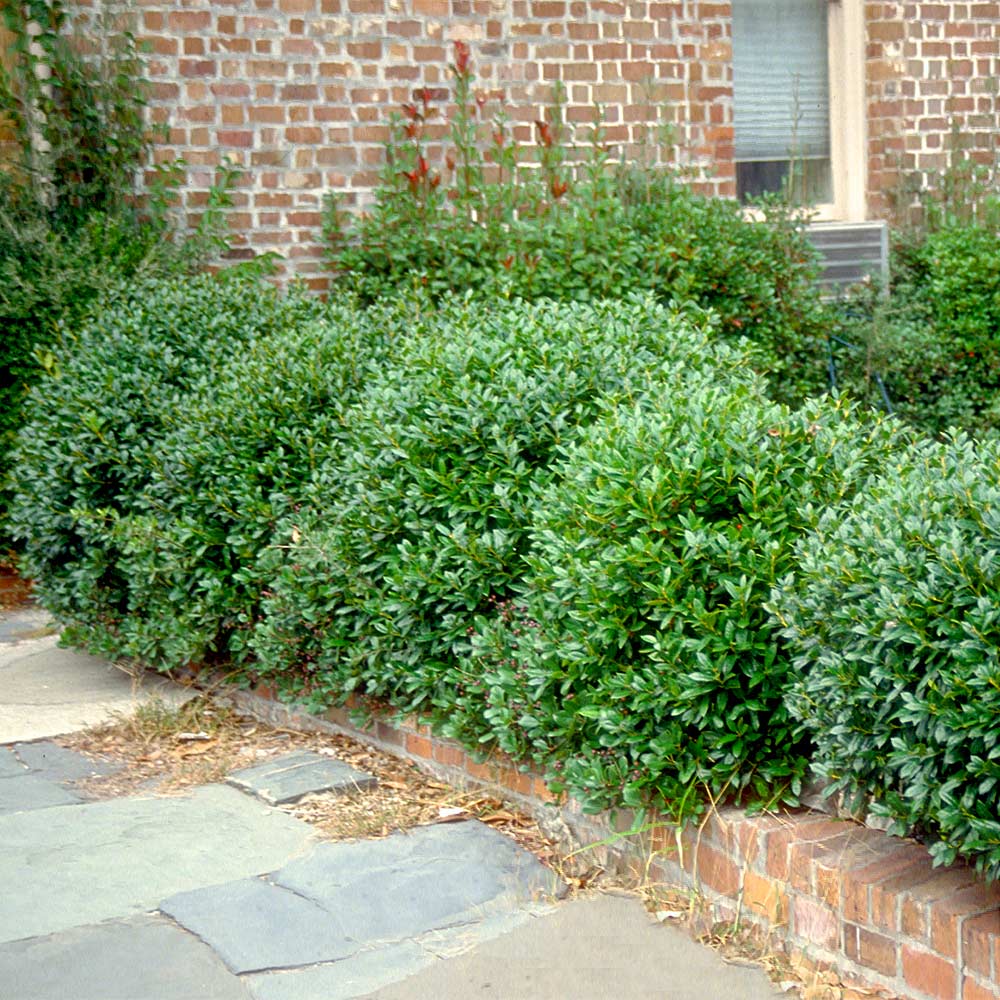 Carissa Holly Shrub - Image 2