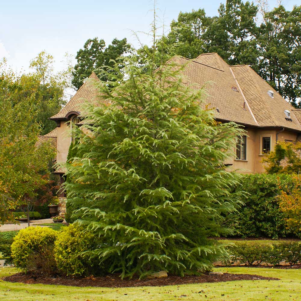 Deodar Cedar Tree - Image 2