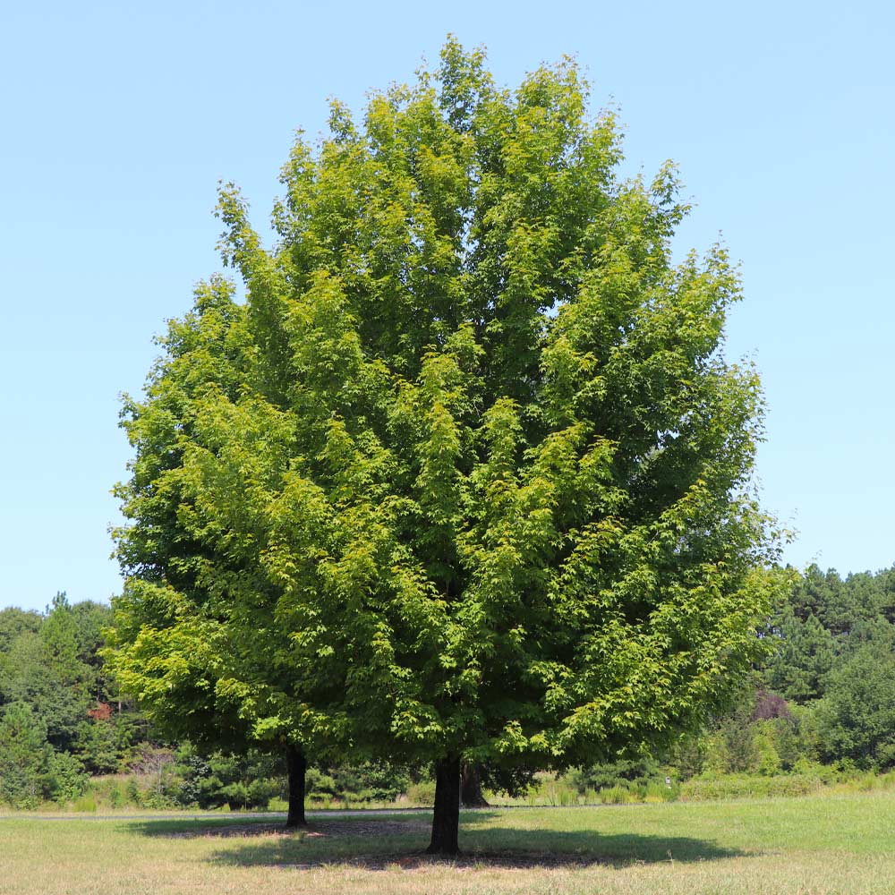 Celebration Maple Tree - Image 4