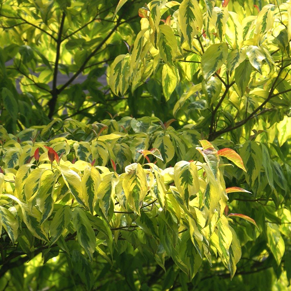 Celestial Shadow Dogwood Tree - Image 2