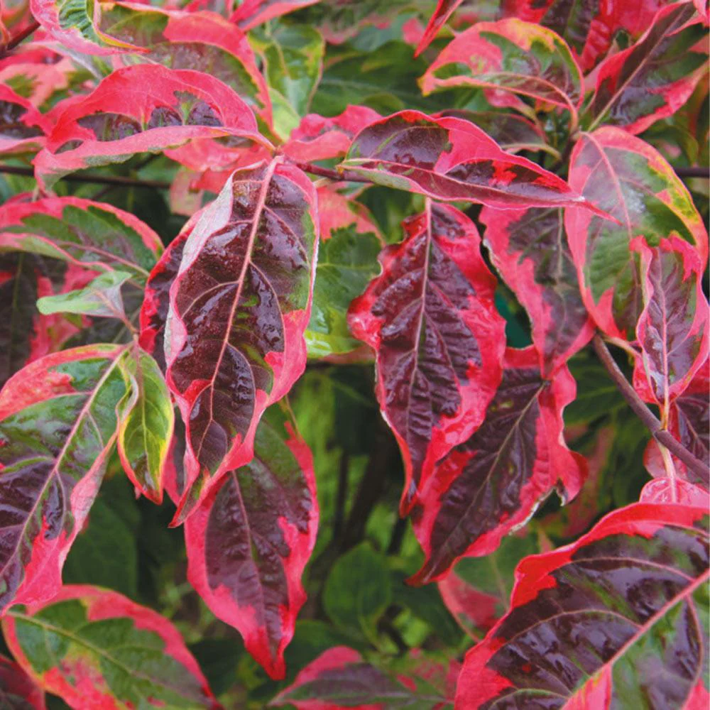 Celestial Shadow Dogwood Tree - Image 3