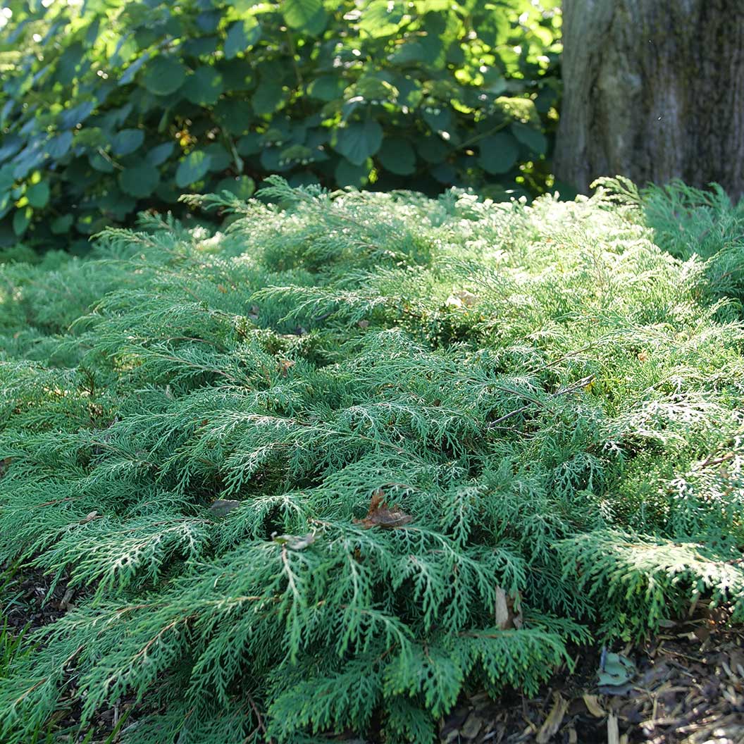 Proven Winners® Celtic Pride® Siberian Cypress Shrub - Image 2