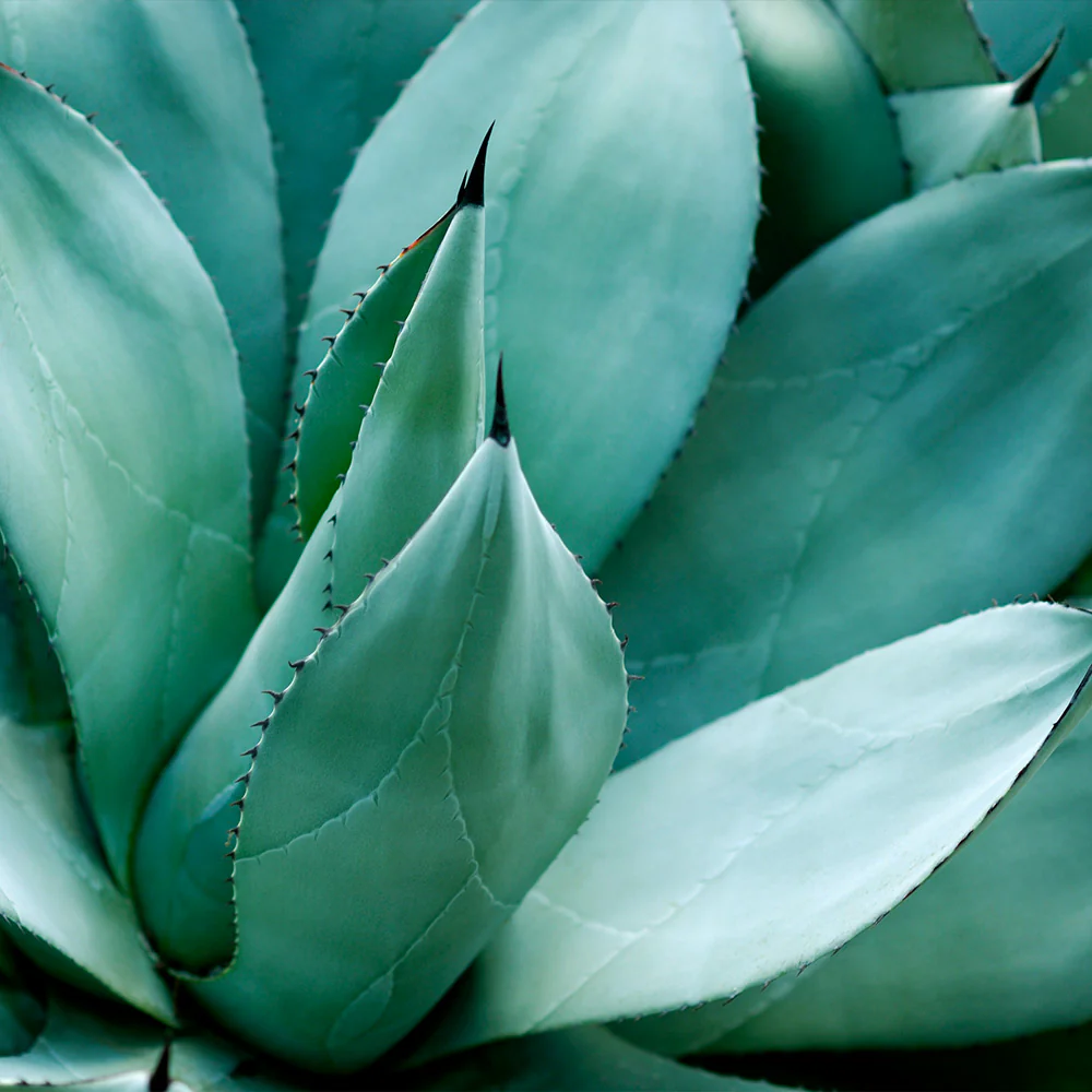 Century Plant - Image 3