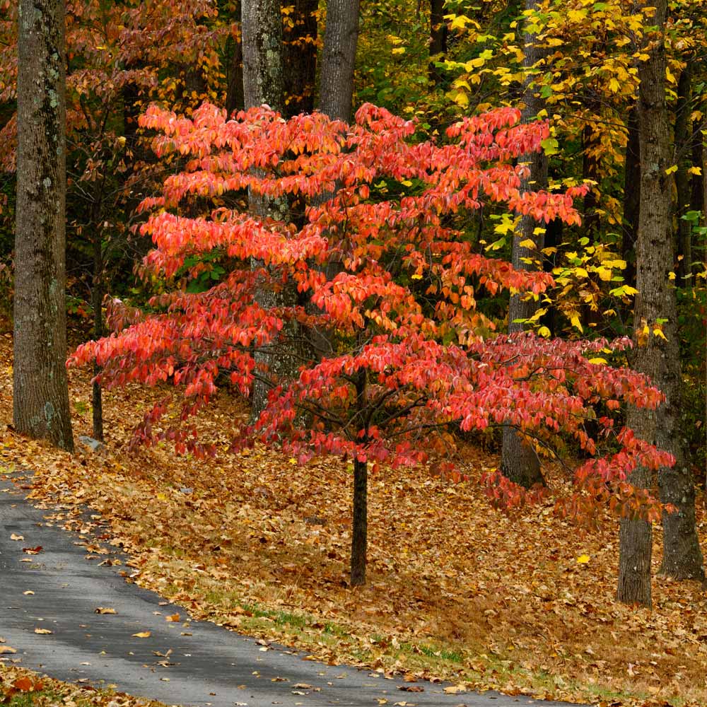 Cherokee Chief Dogwood Tree - Image 4