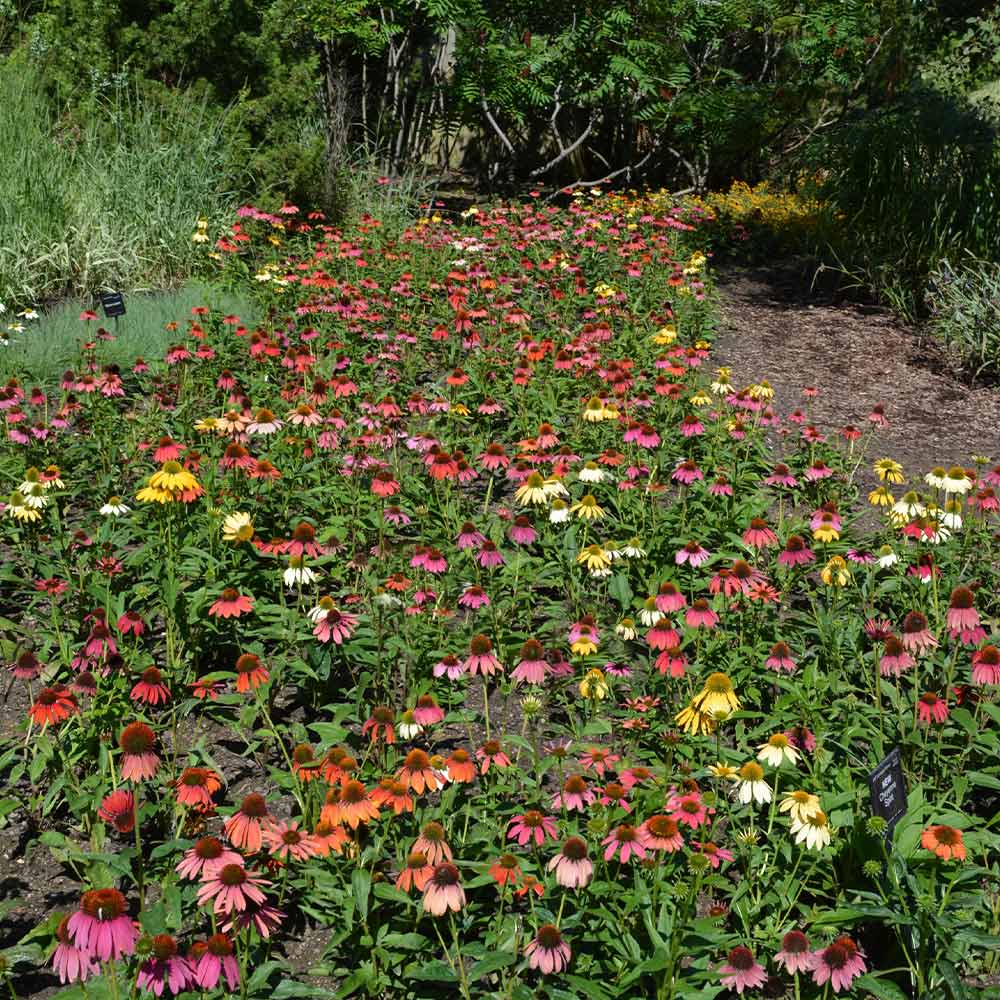 Cheyenne Spirit Echinacea (Coneflower) - Image 3