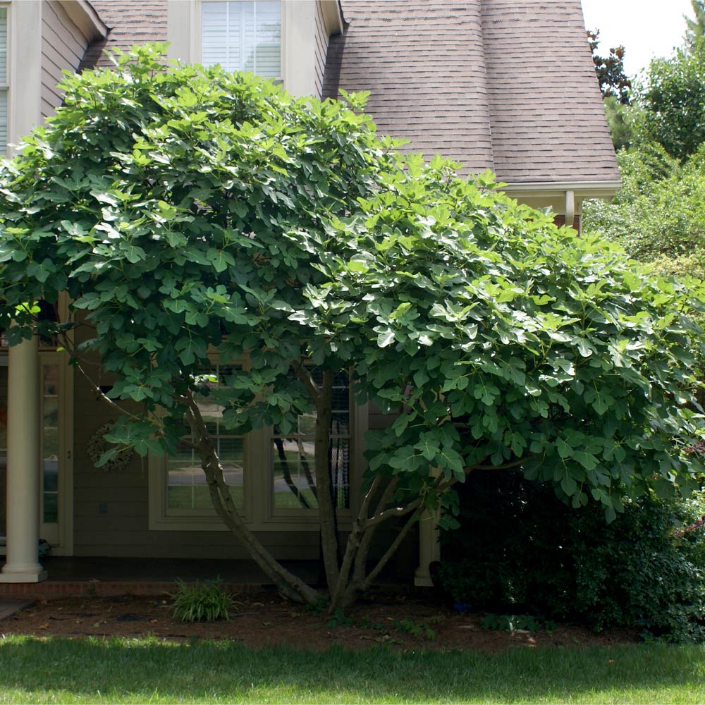 Chicago Hardy Fig Tree - USDA Organic - Image 3
