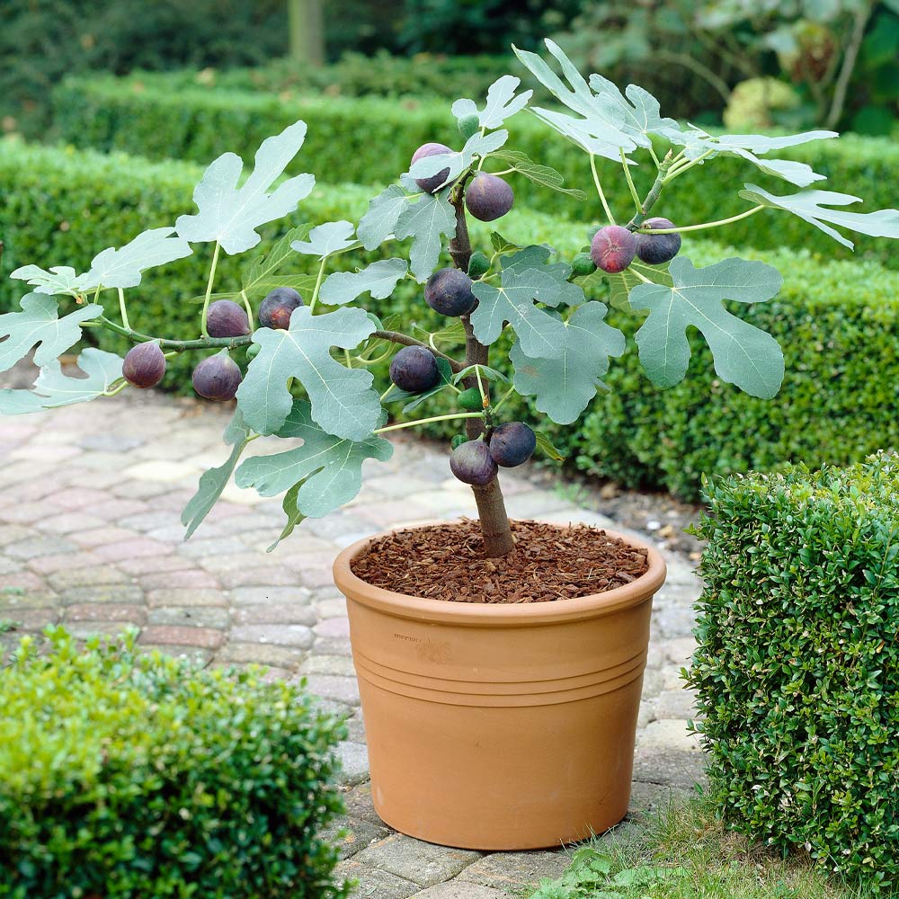 Chicago Hardy Fig Tree - Image 2