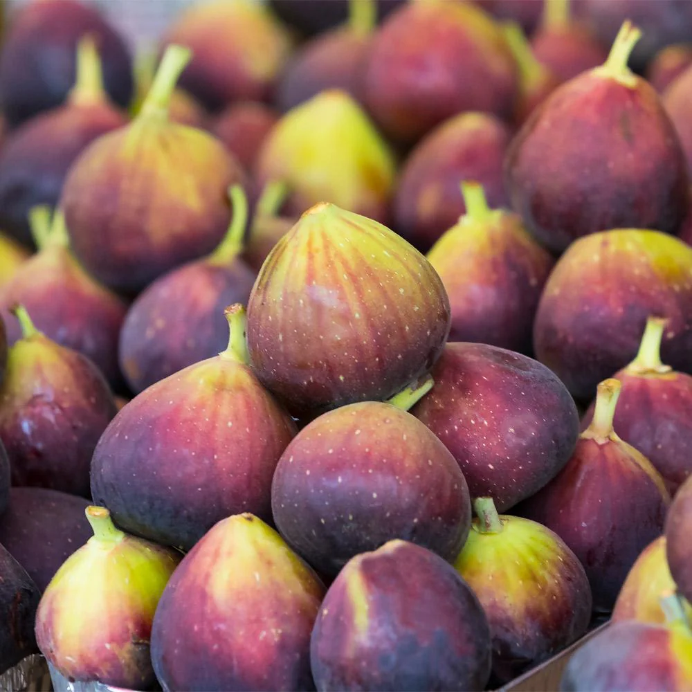Chicago Hardy Fig Tree - Image 3