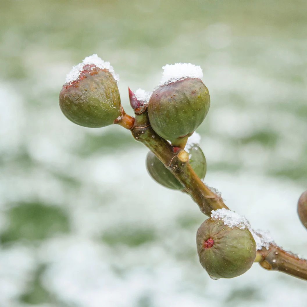 Chicago Hardy Fig Tree - Image 4