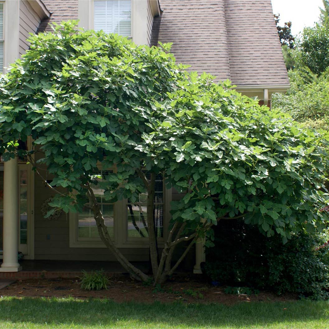 Chicago Hardy Fig Tree - Image 5