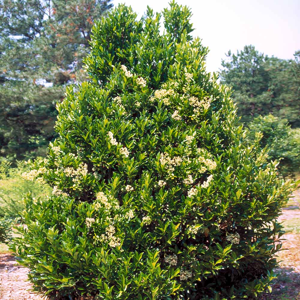 Chindo Sweet Viburnum Shrub - Image 5