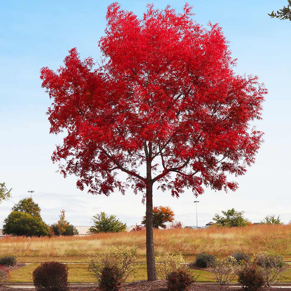 Chinese Pistache Tree - Image 2