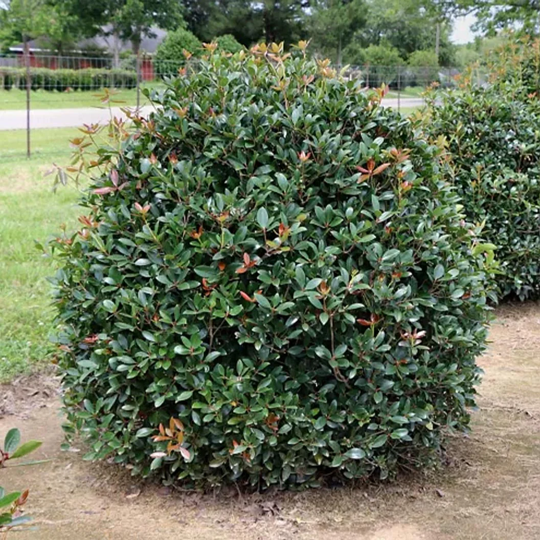 Cleyera Japonica - Image 2
