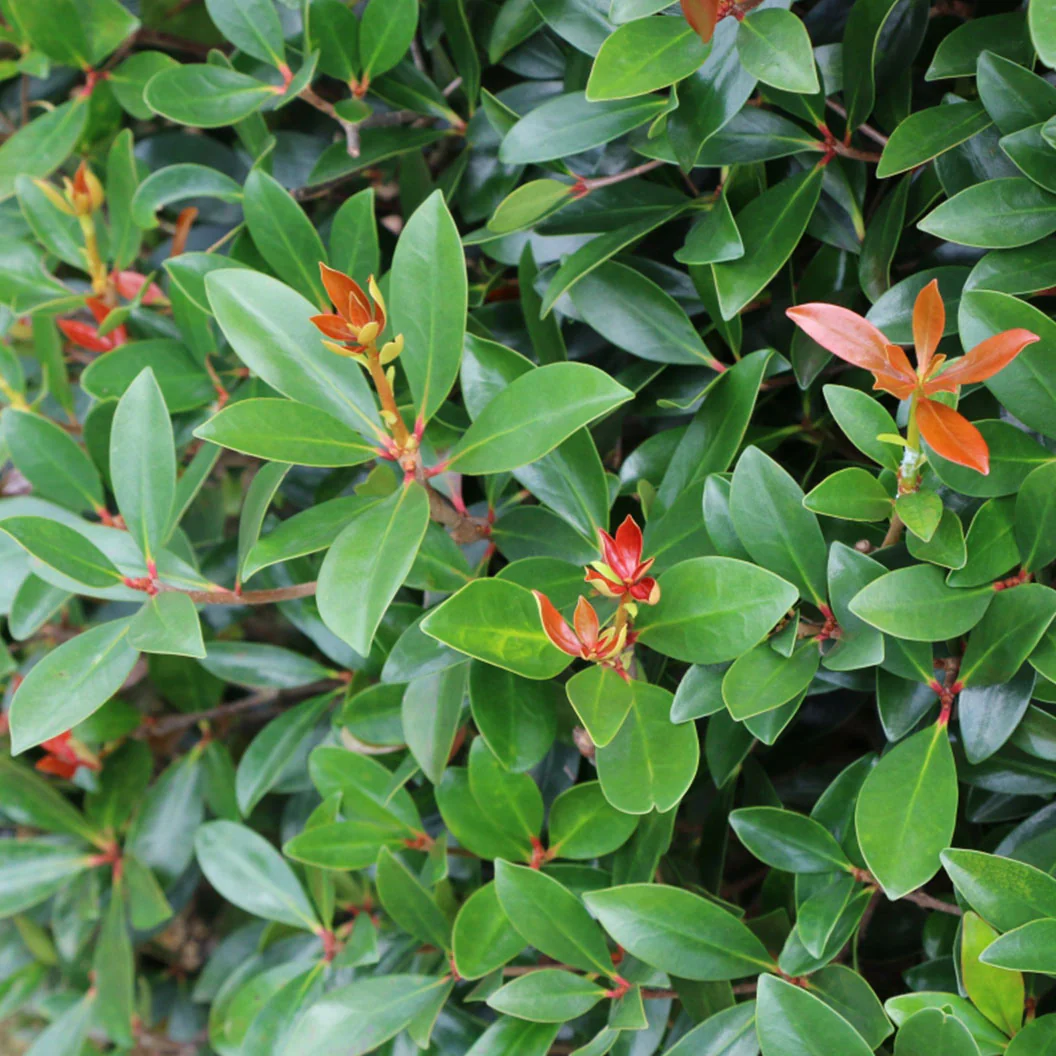 Cleyera Japonica - Image 4